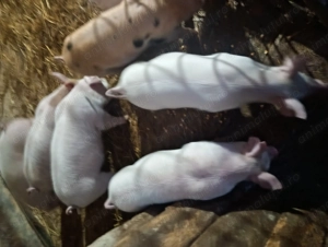 Purcei de vânzare   - imagine 2