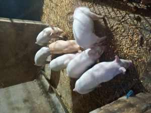 Purcei de vânzare   - imagine 3