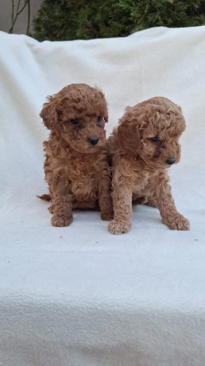 Poodle Mini Brown  - imagine 4