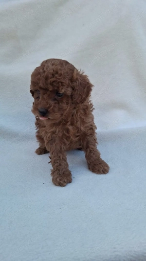 Poodle Mini Brown  - imagine 2