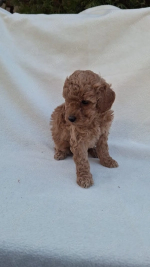 Poodle Mini Brown  - imagine 3