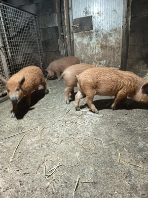 Vand purcei mangalița 