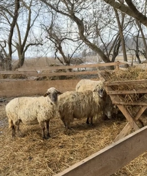 Vand oi si berbecuti