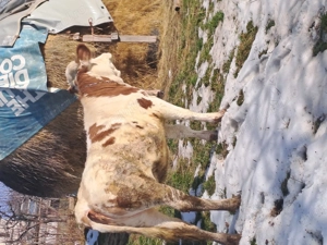 Juninca gestanta de vanzare - imagine 2