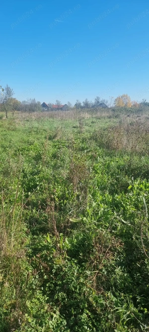 Teren intravilan in Susani - imagine 5