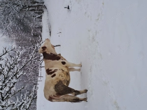 Juninca gestanta de vanzare - imagine 3