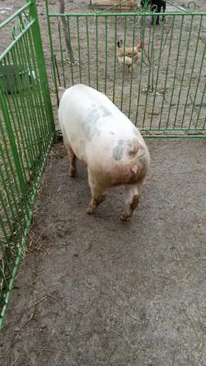 Vând porc  - imagine 4