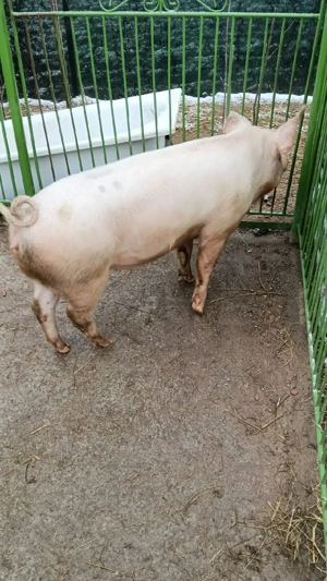 Vând porc  - imagine 3