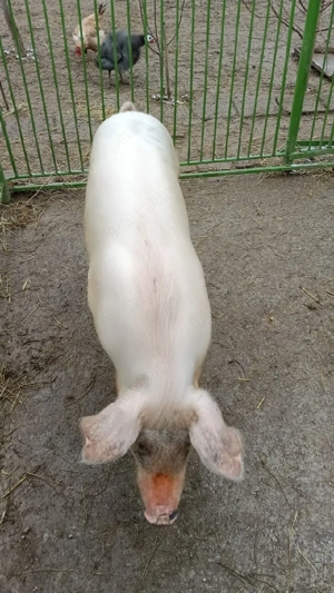 Vând porc  - imagine 2