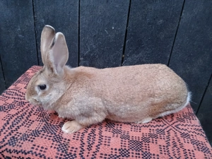 Femele hycole francez! - imagine 3