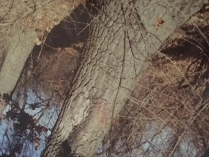 Teren forestier fag stejar