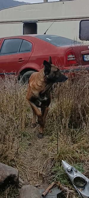 Pui Ciobanesc Belgian Malinois - imagine 2