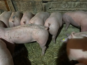   Vand purcei de carne pic