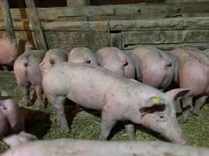   Vand purcei de carne pic - imagine 4