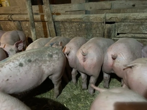   Vand purcei de carne pic - imagine 2