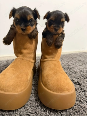 Vând pui Yorkshire Terrier - imagine 3