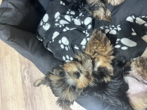 Vând pui Yorkshire Terrier - imagine 2