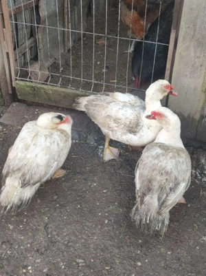 masculi rățoi  - imagine 4