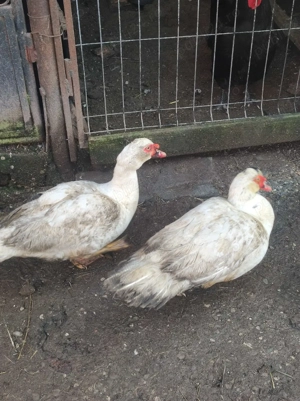 masculi rățoi  - imagine 2