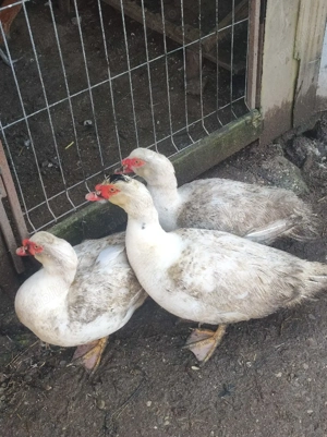 masculi rățoi  - imagine 5