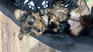 Vând pui Yorkshire Terrier - imagine 4