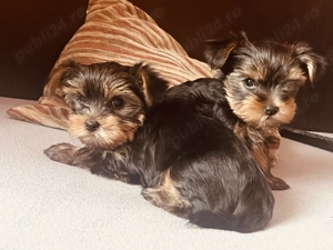 Vând pui Yorkshire Terrier - imagine 5