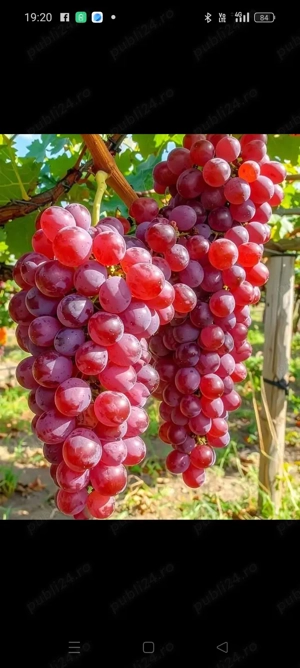 butasi de vita de vie altoita si pomi fructiferi  - imagine 3