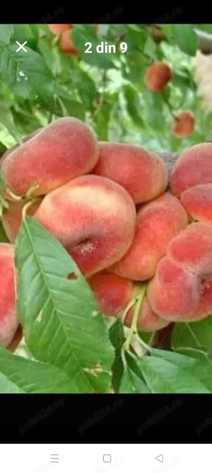 butasi de vita de vie altoita si pomi fructiferi 