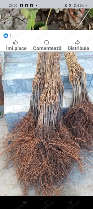 butasi de vita de vie altoita si pomi fructiferi  - imagine 4