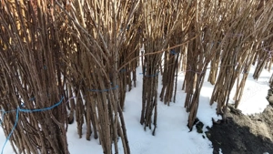 butasi de vita de vie altoita si pomi fructiferi  - imagine 2