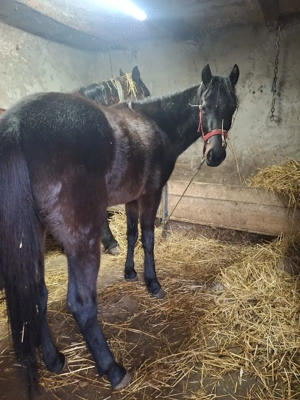 mânza de 1an si 2luni - imagine 3