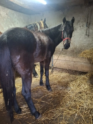 mânza de 1an si 2luni - imagine 4