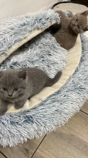 Pui de british short hair - imagine 7