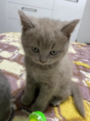 Pui de british short hair - imagine 2