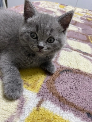 Pui de british short hair - imagine 5