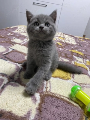 Pui de british short hair - imagine 4