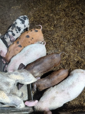 purcei de vânzare  - imagine 2