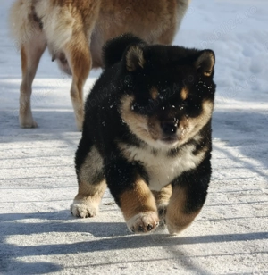 Shiba inu mascul negru