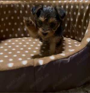 Pui Yorkshire Terrier (preț negociabil) - imagine 3