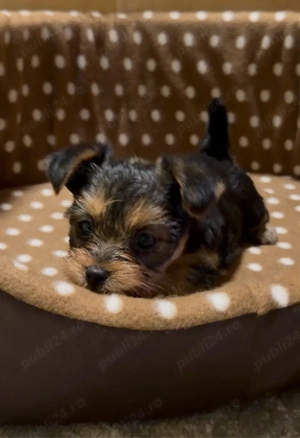 Pui Yorkshire Terrier (preț negociabil) - imagine 2