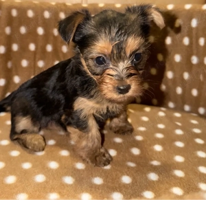 Pui Yorkshire Terrier (preț negociabil) - imagine 4