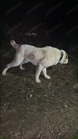 Vand mascul !  - imagine 2