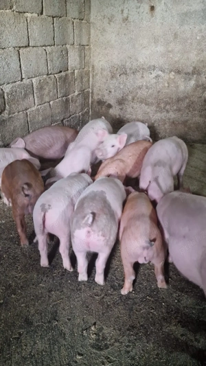 Vând purcei de 8 săptămâni  - imagine 5
