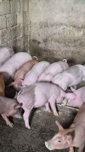 Vând purcei de 8 săptămâni  - imagine 4