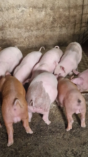 Vând purcei de 8 săptămâni  - imagine 3