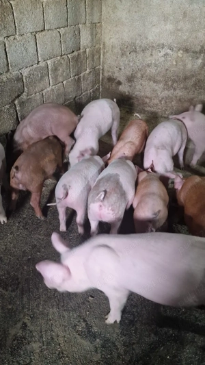 Vând purcei de 8 săptămâni  - imagine 2