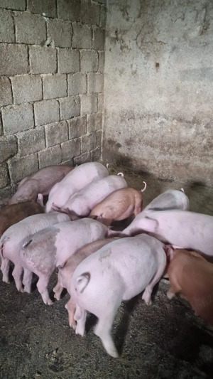 Vând purcei de 8 săptămâni 