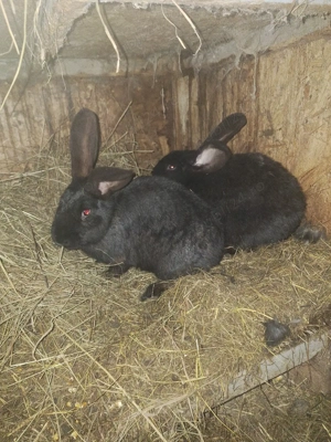 iepuri de vanzare sau pe schimb  - imagine 3