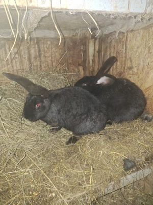 iepuri de vanzare sau pe schimb  - imagine 2