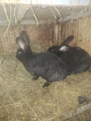 iepuri de vanzare sau pe schimb 